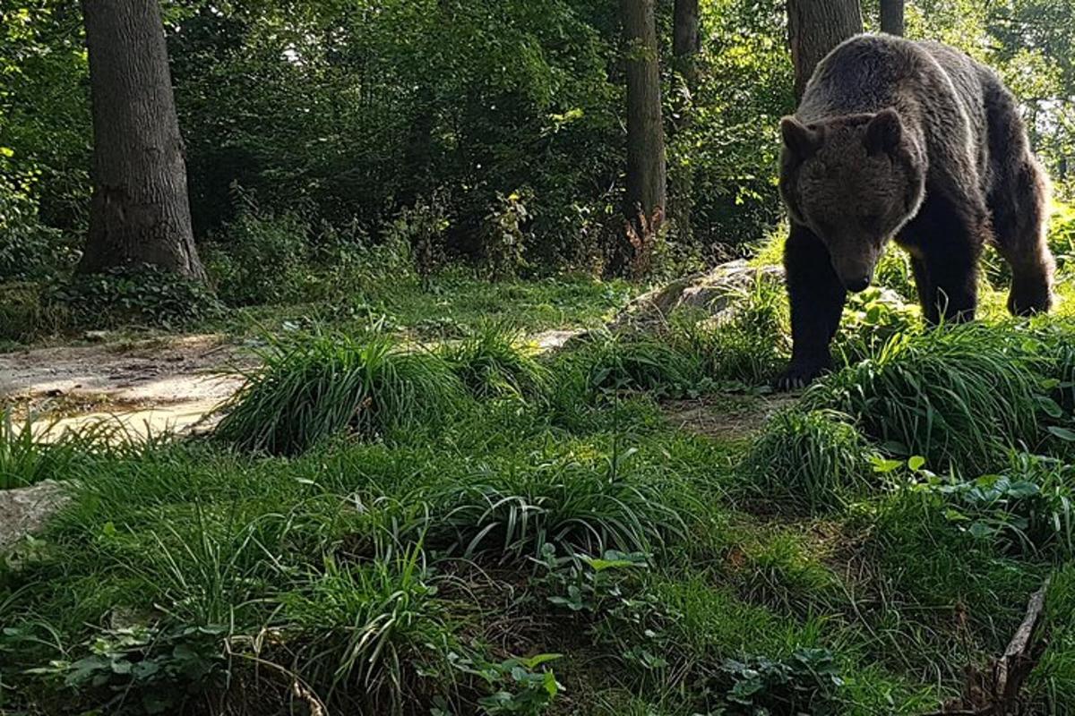 a bear walking in the grass in the woods