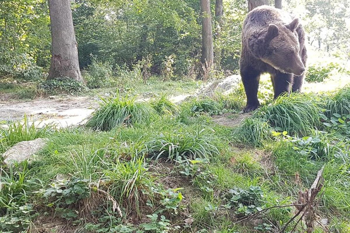 a brown bear walking through a field of grass