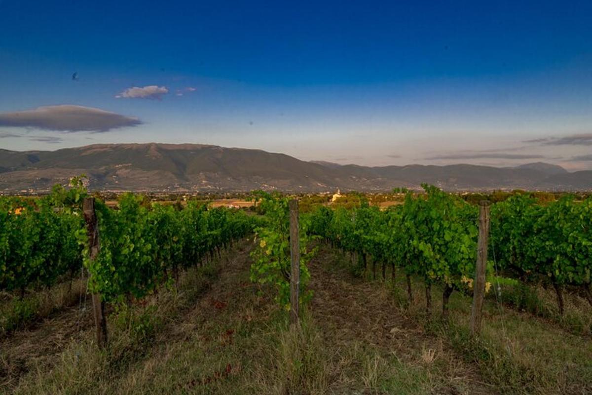 um vinhedo com vista para as montanhas ao fundo