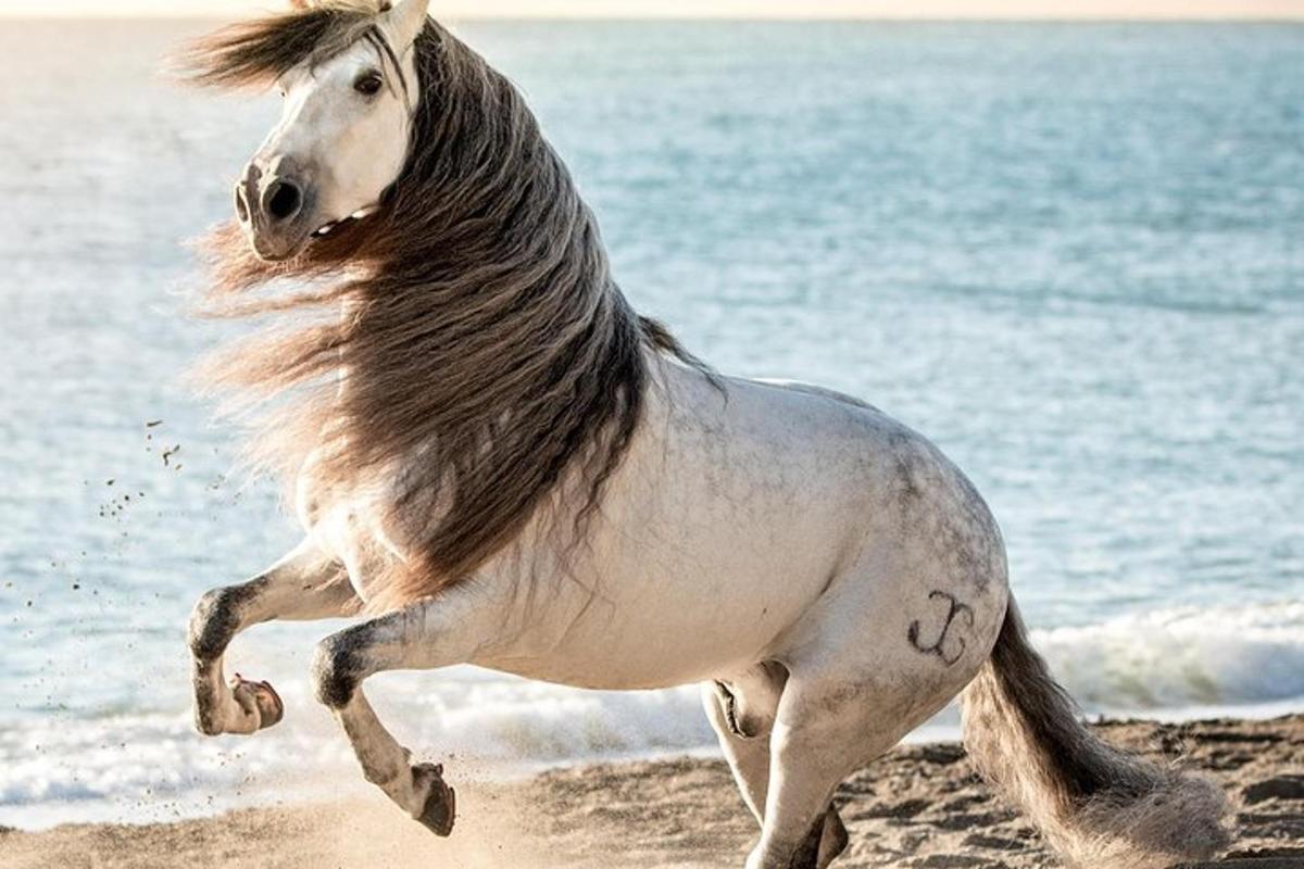 a horse running on the beach near the water