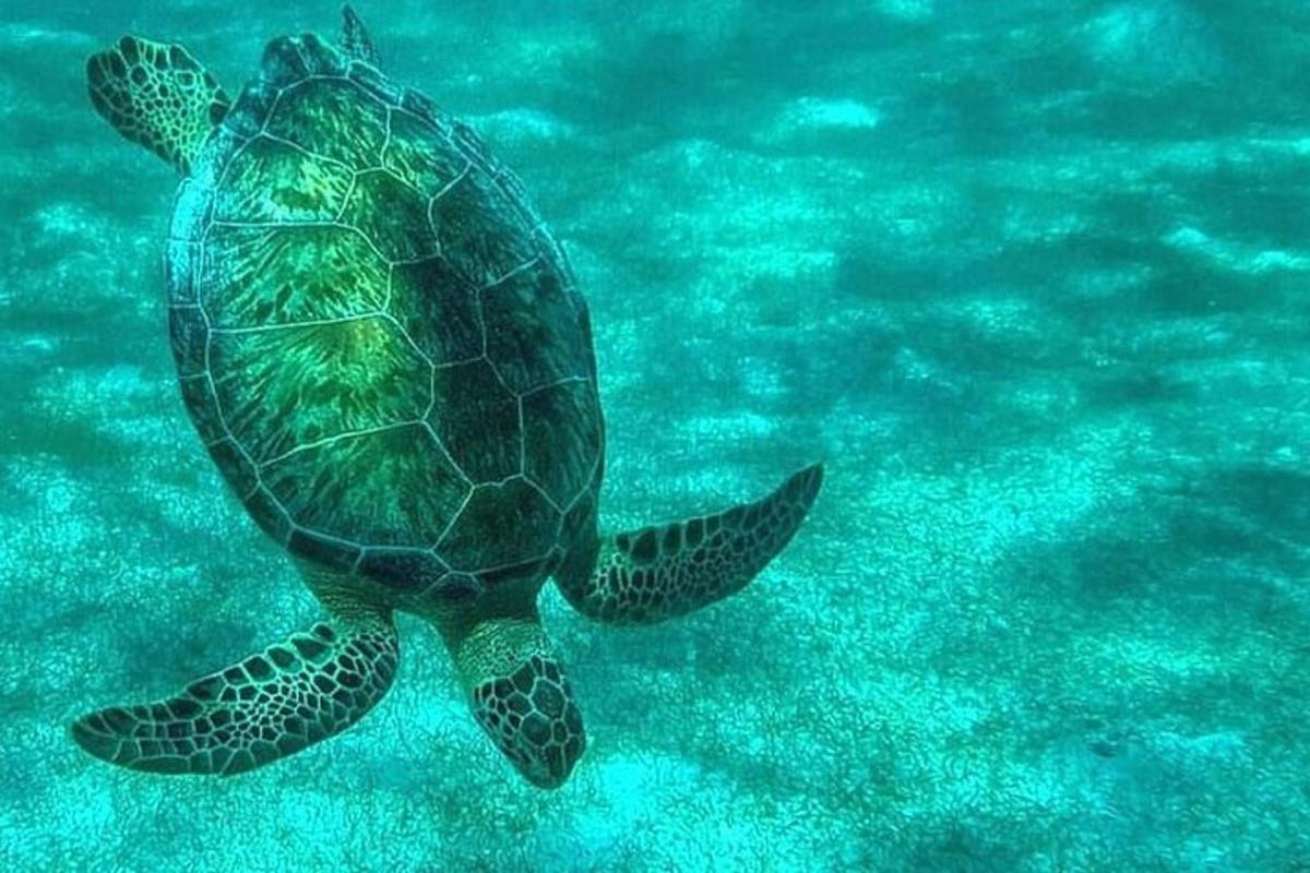 una tartaruga marina verde che nuota nell'acqua