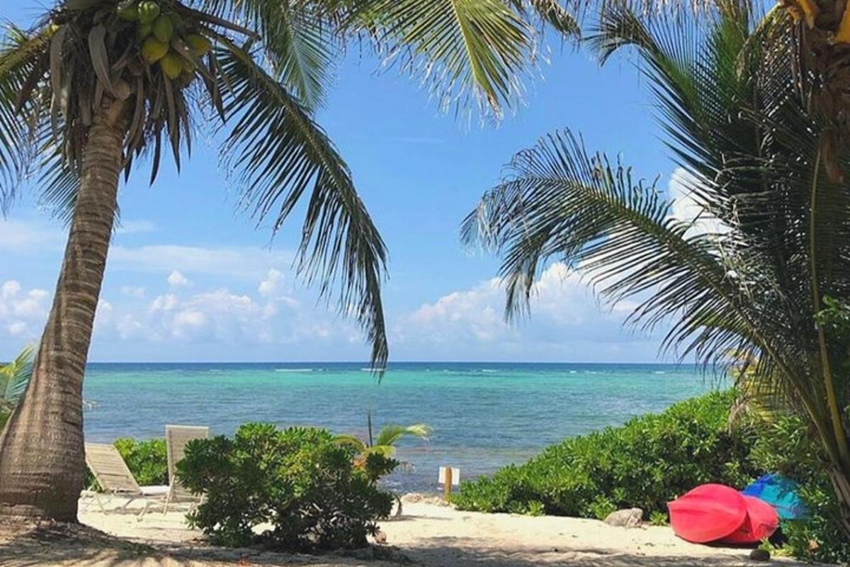 Una playa con dos palmeras y el océano.