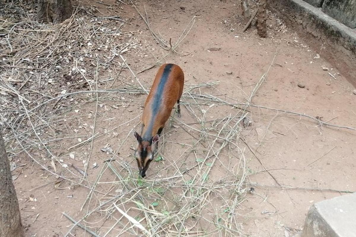 um animal parado no chão na sujeira