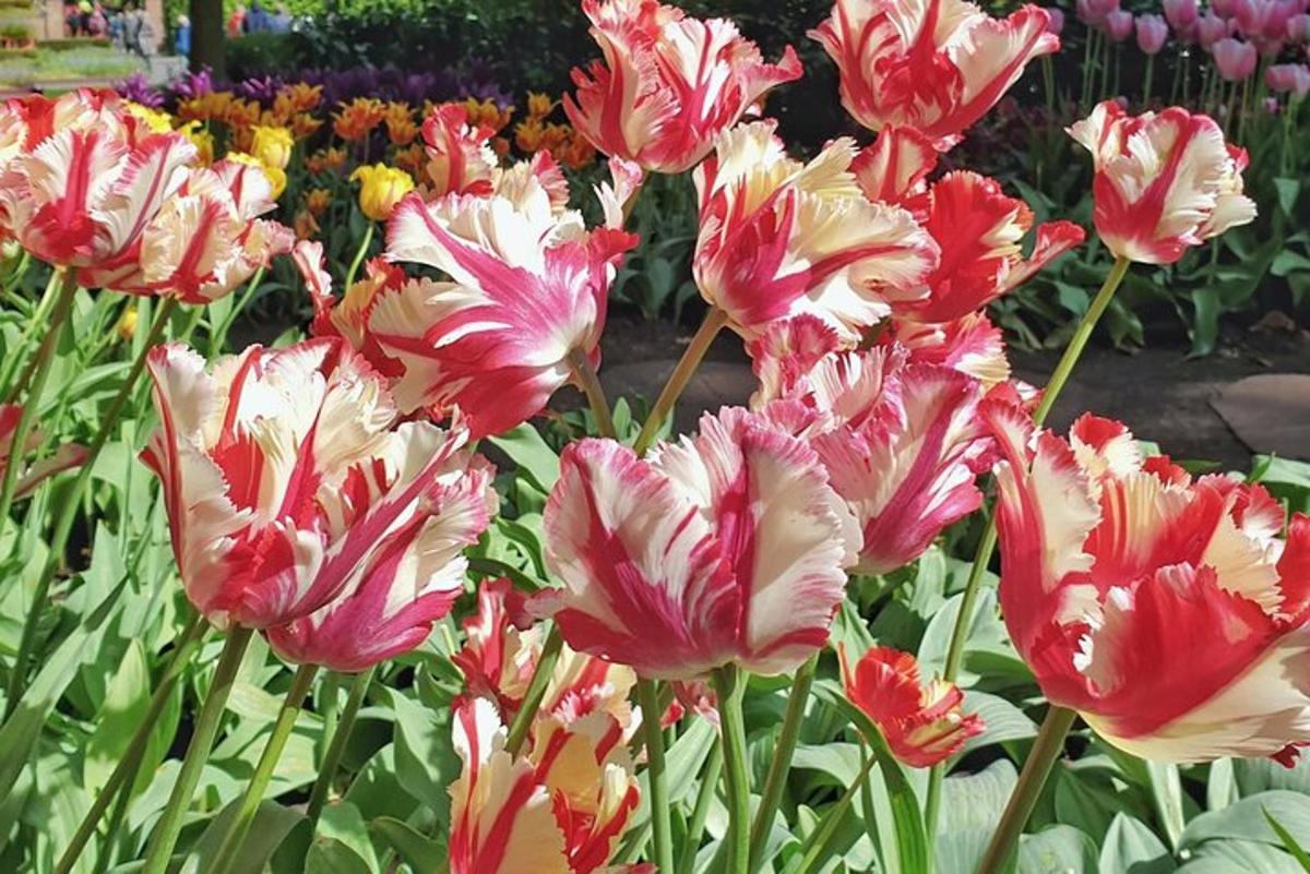 a bunch of pink and white flowers in a garden