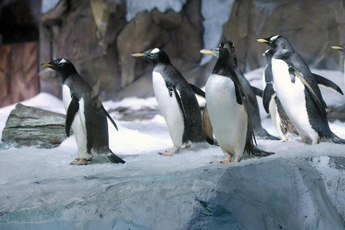 Attraction picture 5