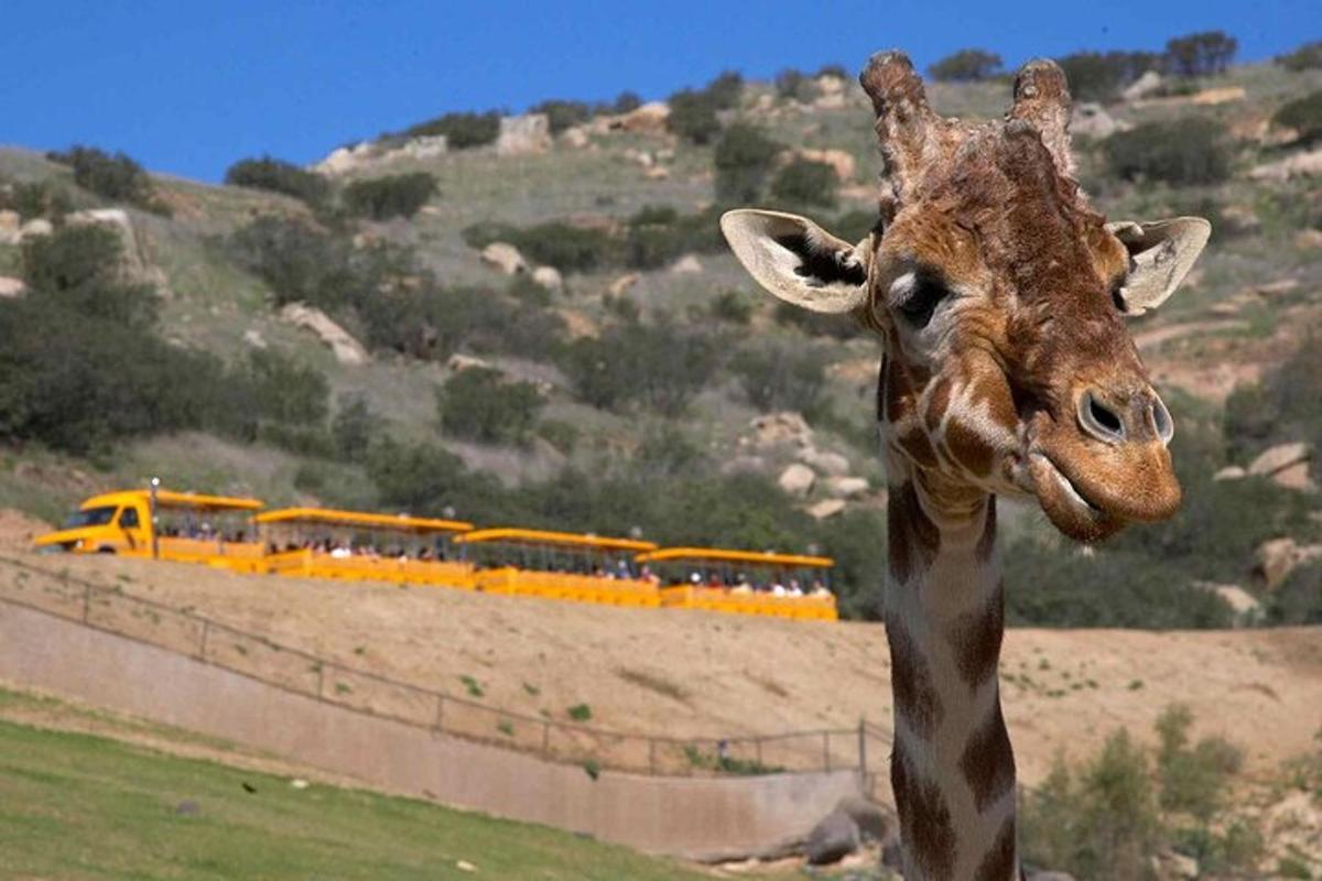 a giraffe standing in front of a yellow train