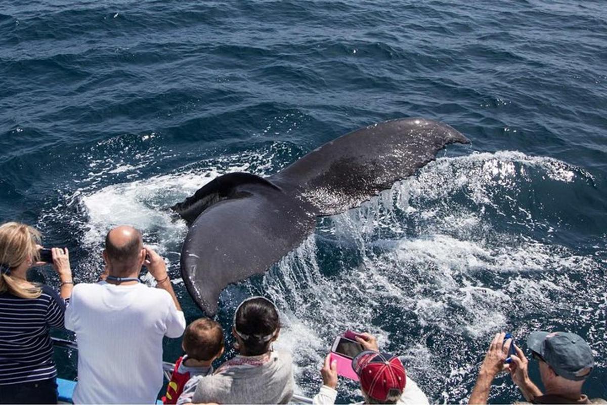 a group of people taking pictures of a dolphin