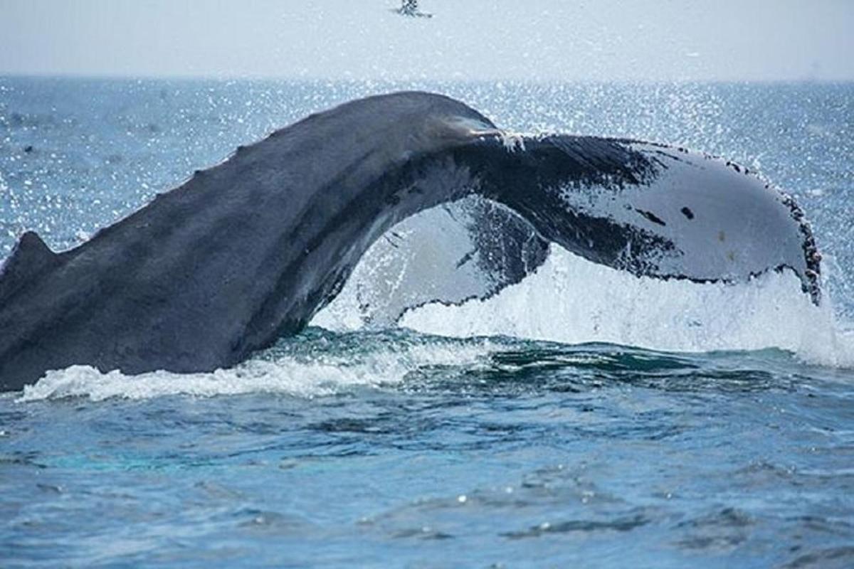 Lankytinos vietos ar pramogos nuotrauka numeris 2