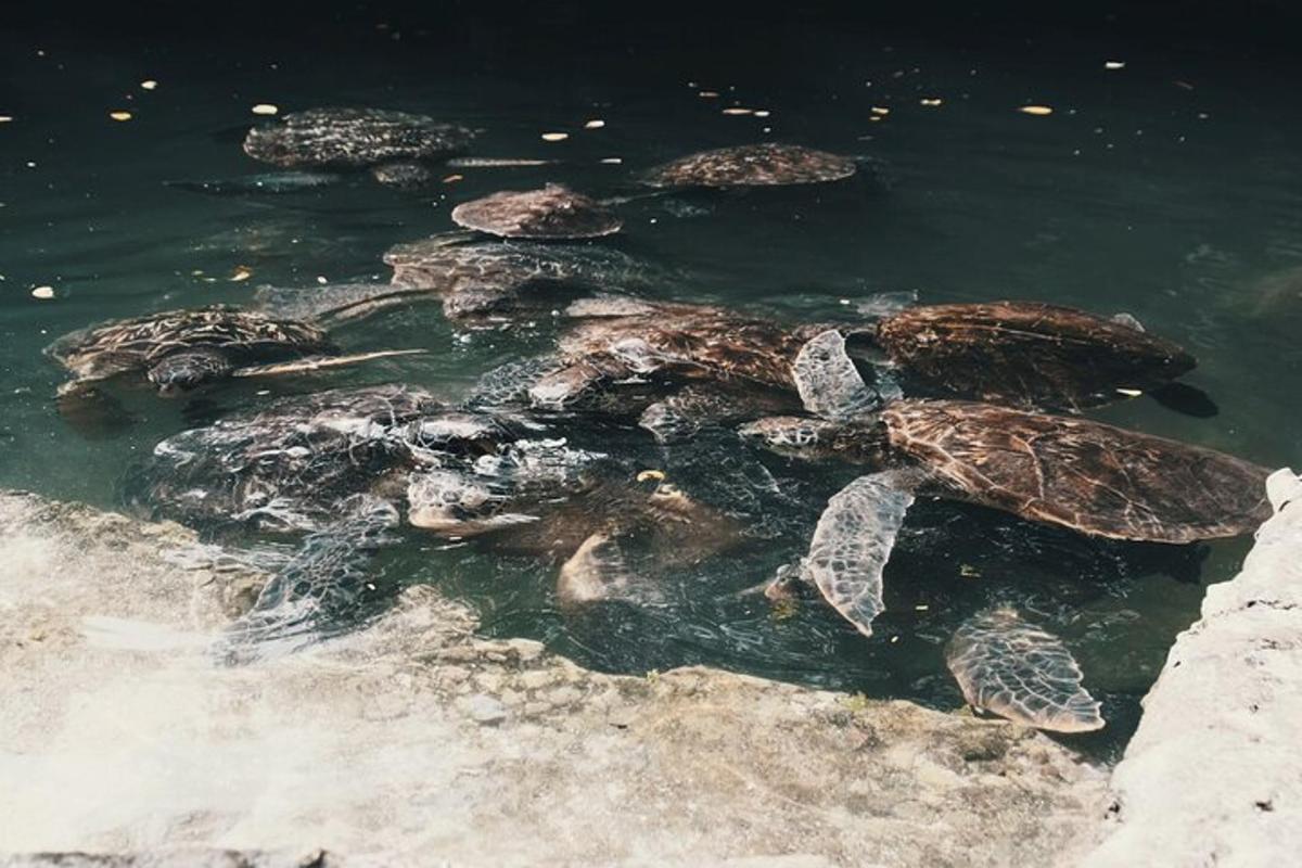 un gruppo di tartarughe che nuotano nell'acqua