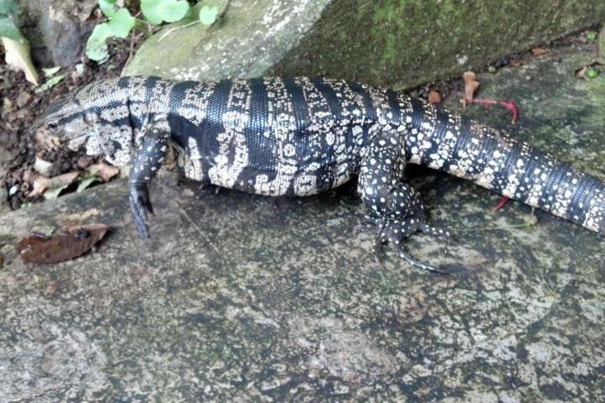 Un lagarto está sentado en una roca