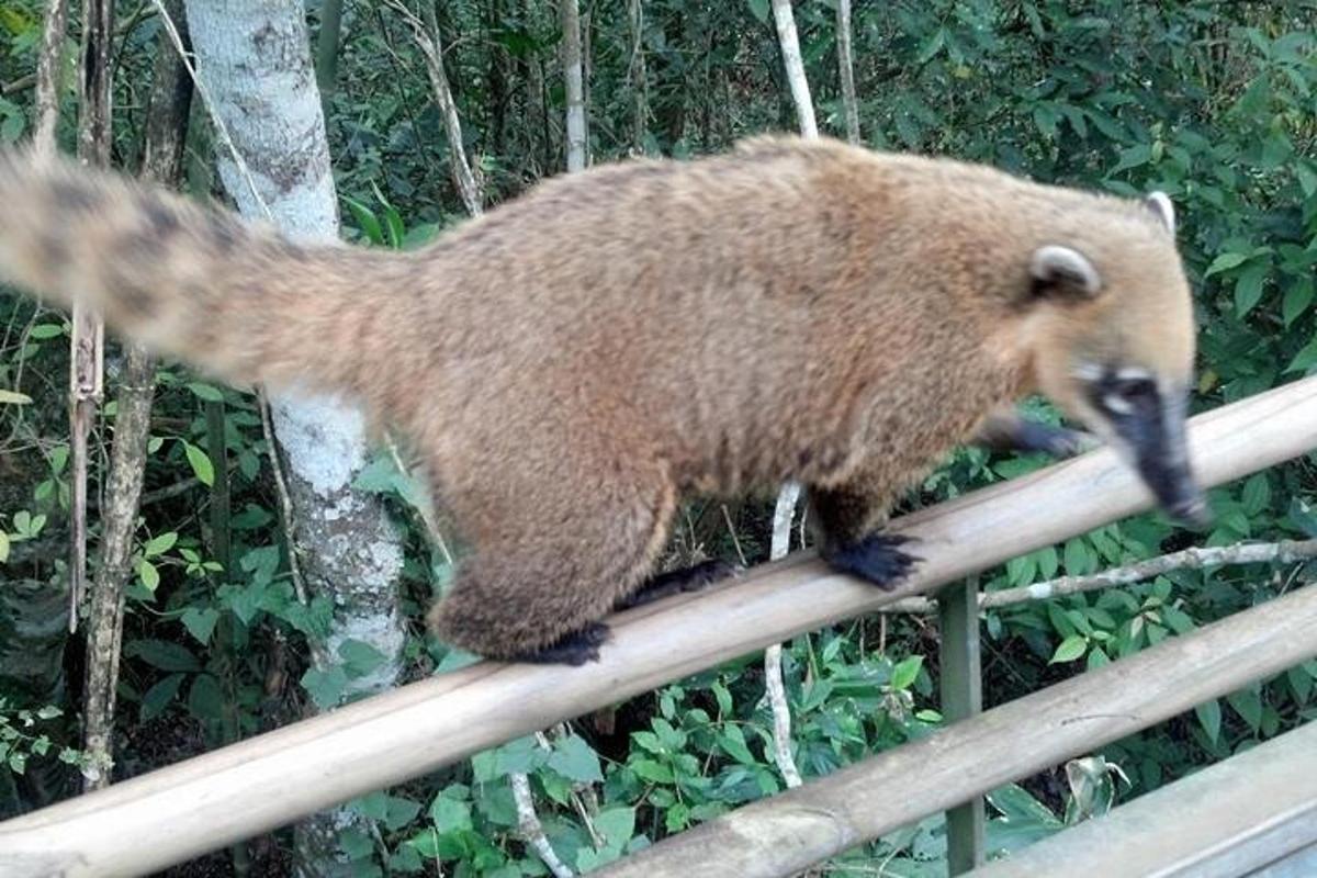a brown bear walking on top of a rail