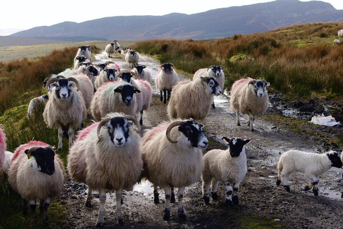a herd of sheep walking down a dirt road