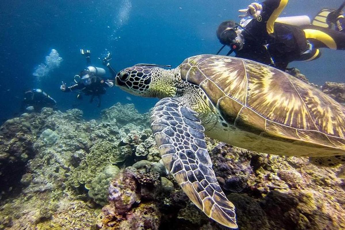 o broască țestoasă pe ocean cu două persoane sub apă