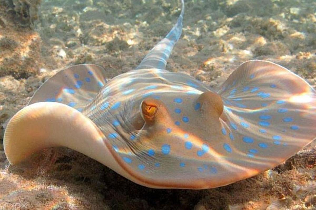 suur merekarp vees lebamas