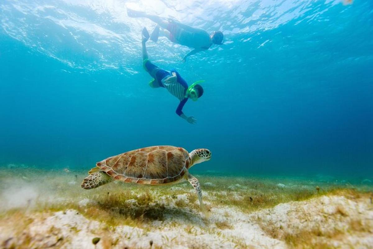 želva in dve osebi, ki plavajo v oceanu