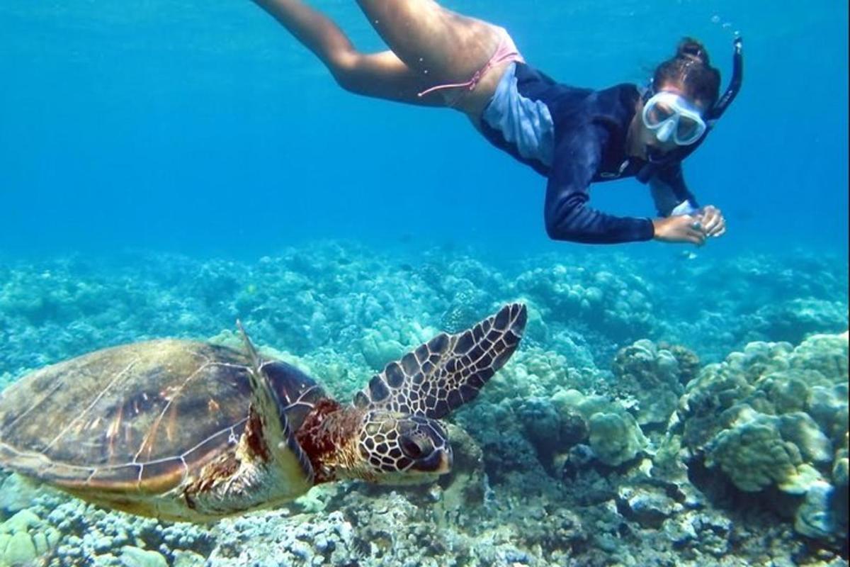 a man swimming next to a turtle in the ocean