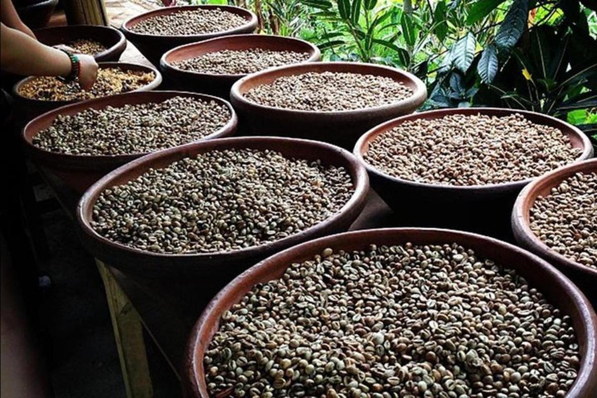 a group of bowls filled with seeds sitting on a table