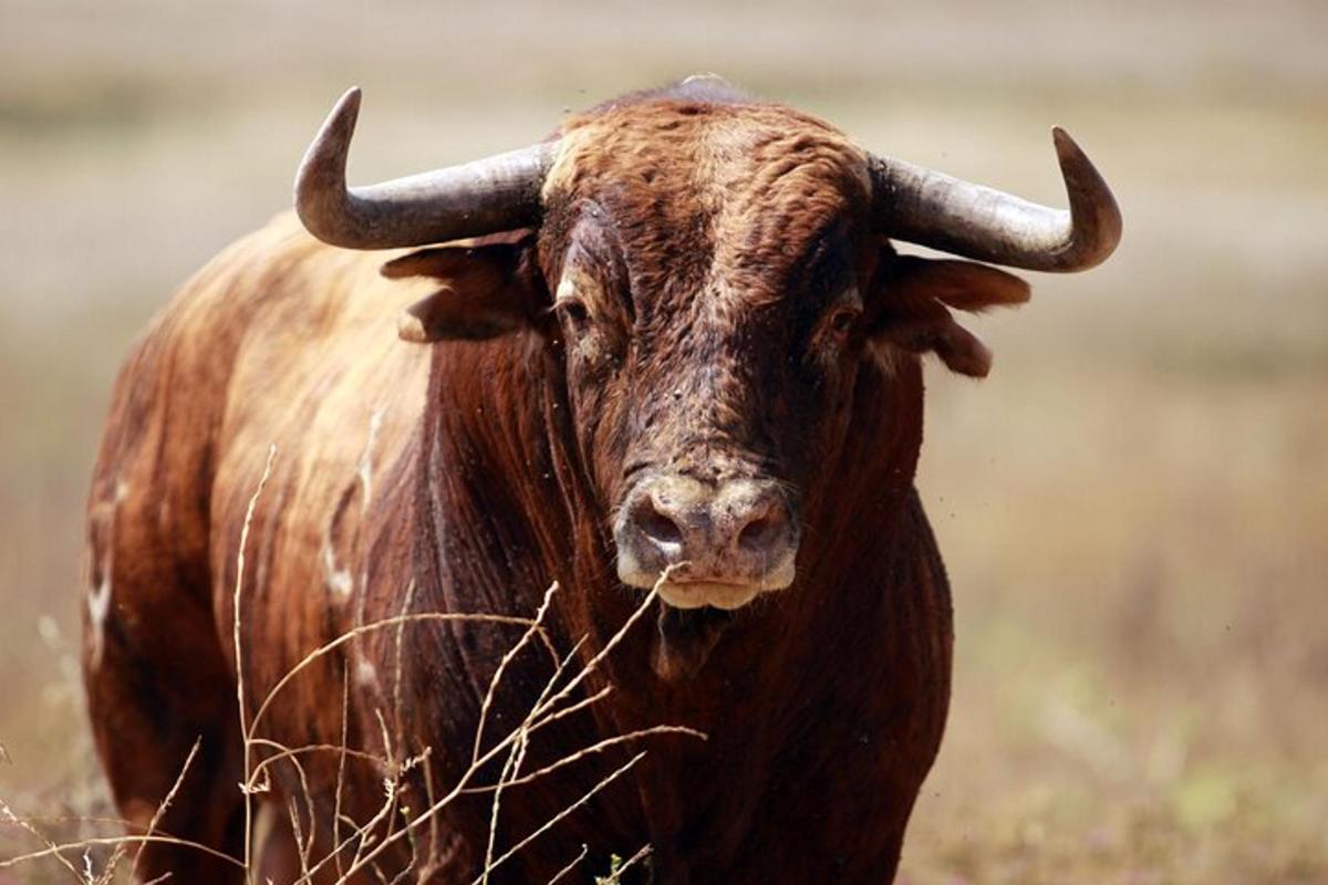 a brown bull with horns standing in a field