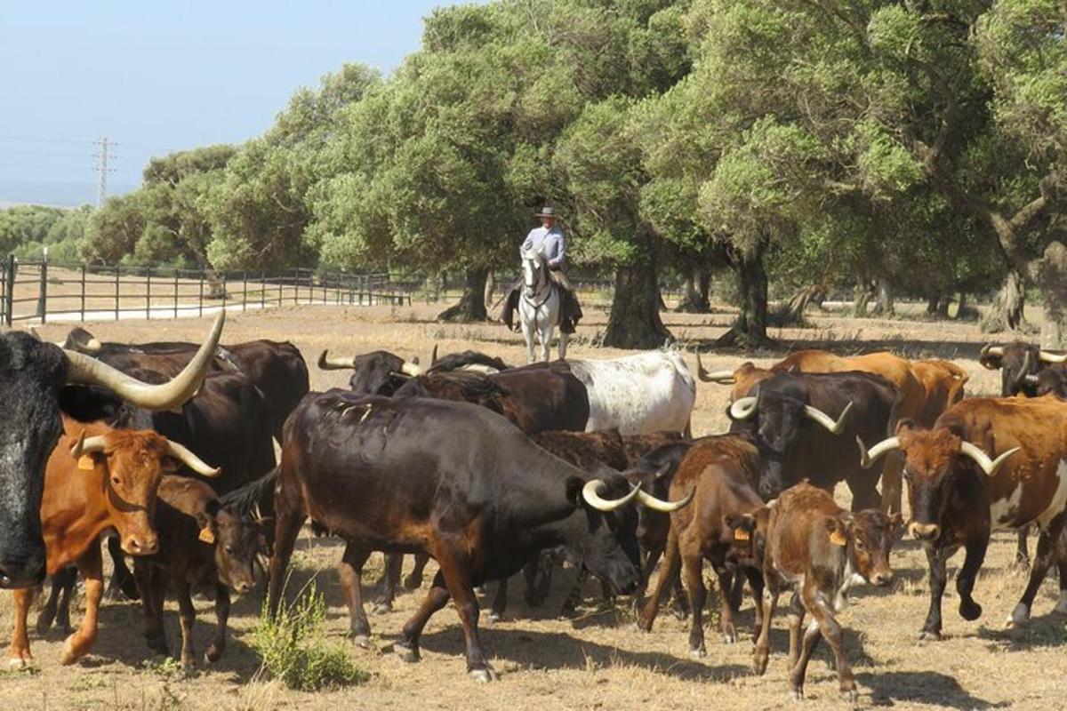a man on a horse herding a herd of cattle