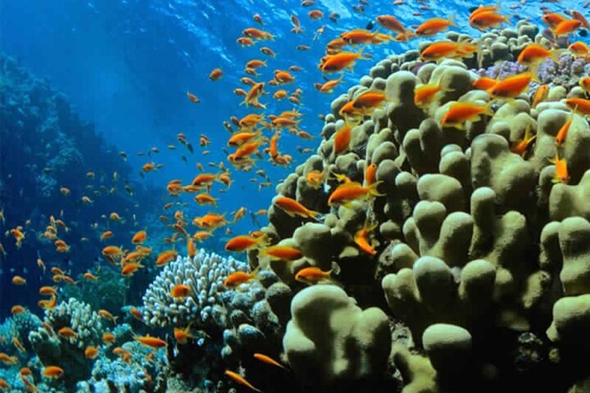 a coral reef with lots of fish on it