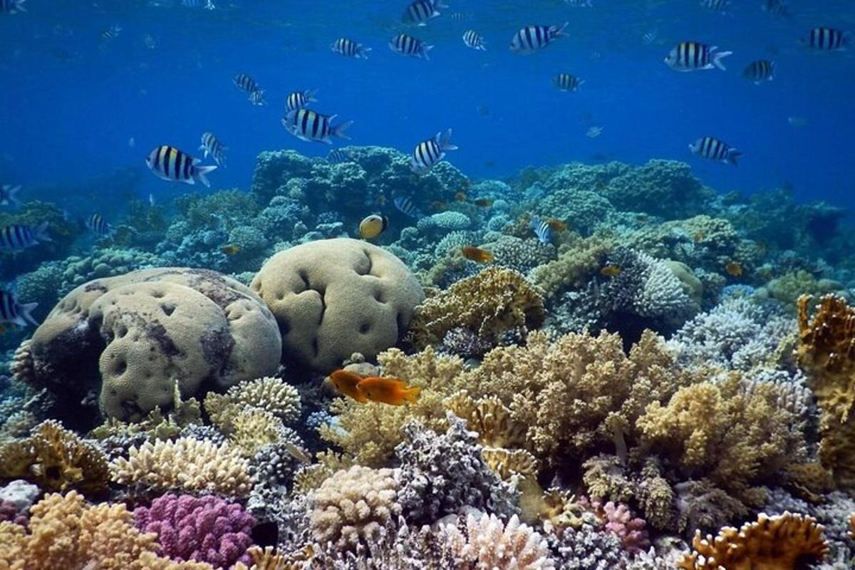 um recife de coral com peixes no oceano