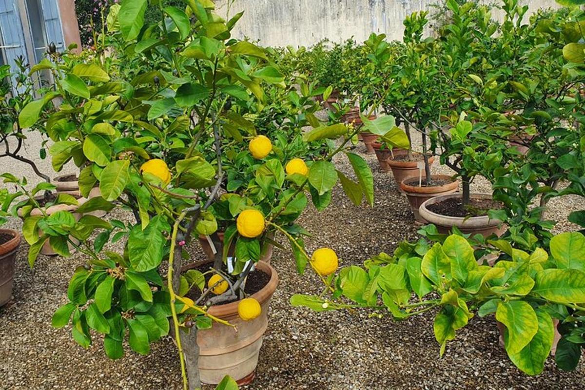 egy sor citrusfa narancsokkal rajtuk