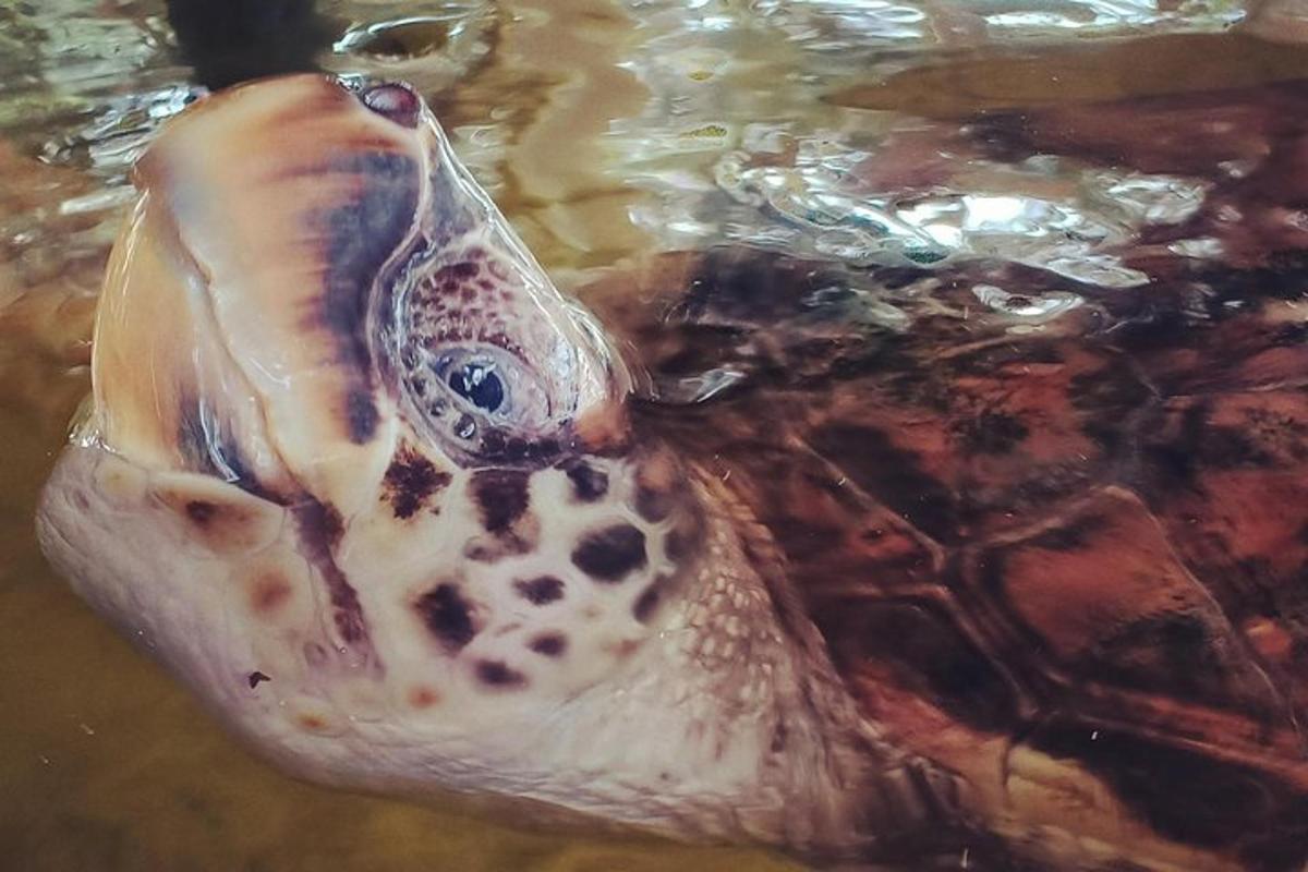 a turtle is swimming in the water