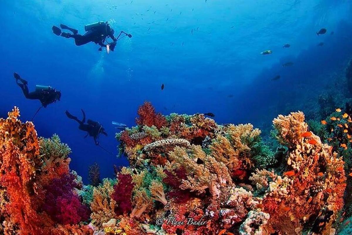 due persone che fanno immersioni subacquee su una barriera corallina