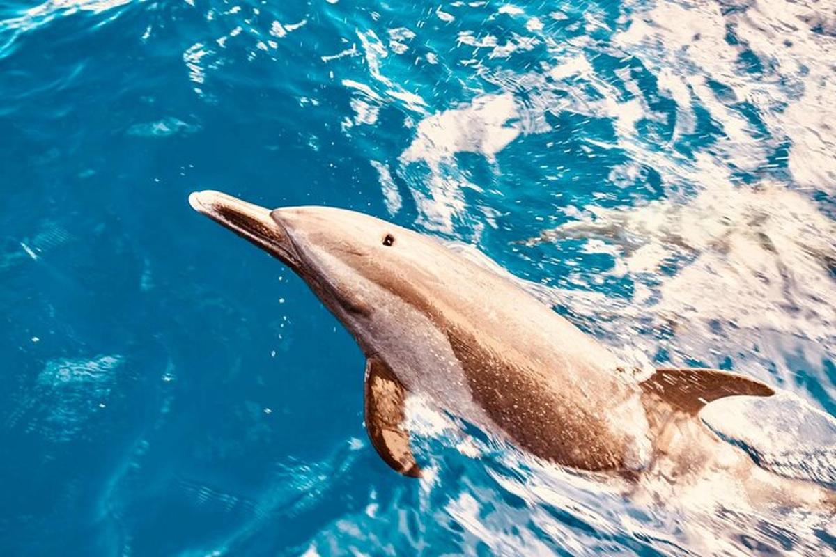 delfin, ki plava v vodi