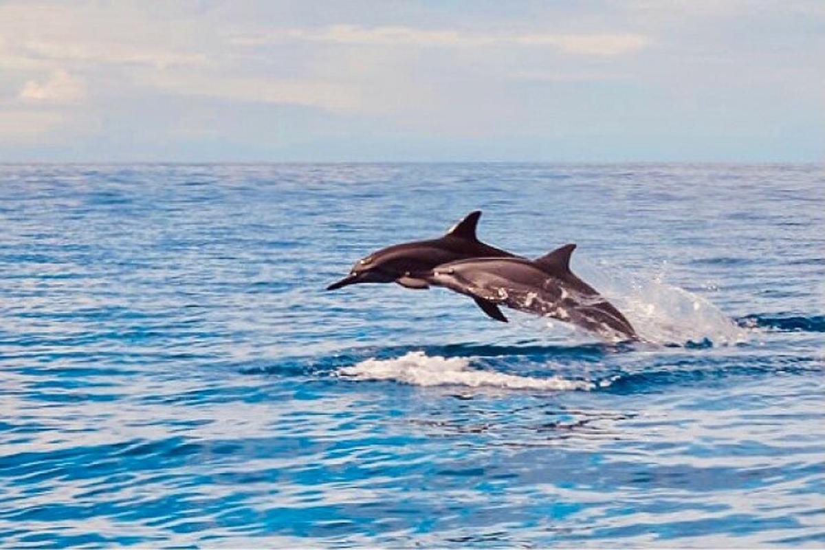una pareja de delfines saltando fuera del agua