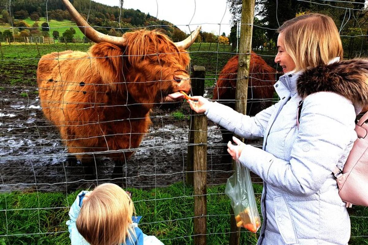 seorang wanita memberi makan seekor lembu di belakang pagar