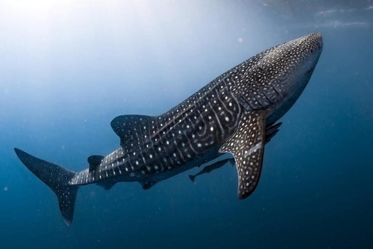 een walvishaai die in het water zwemt