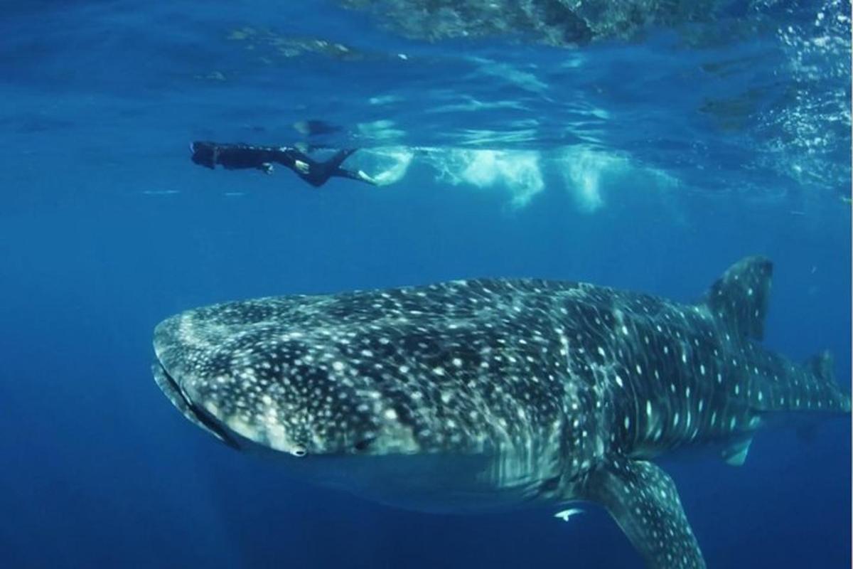 Un tiburón ballena nadando junto a un buceador en el agua.