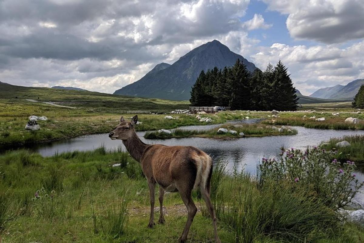 un cervo in piedi in un campo vicino a un fiume