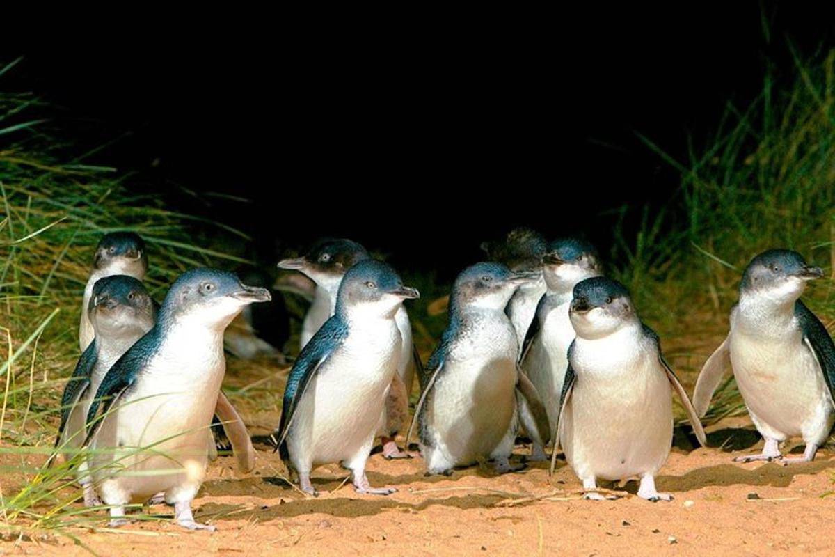 Un grupo de pingüinos de pie en la arena