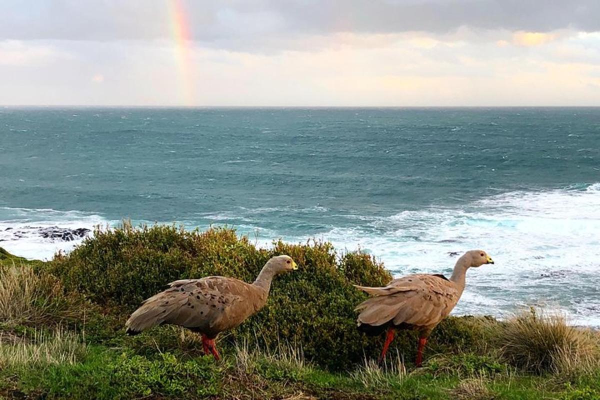 Dos pájaros parados en una colina junto al océano.