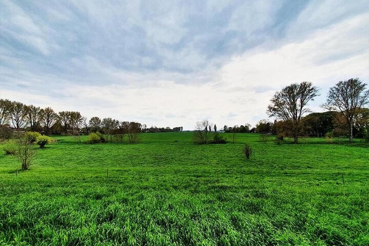 polje zelene trave z drevesi v ozadju