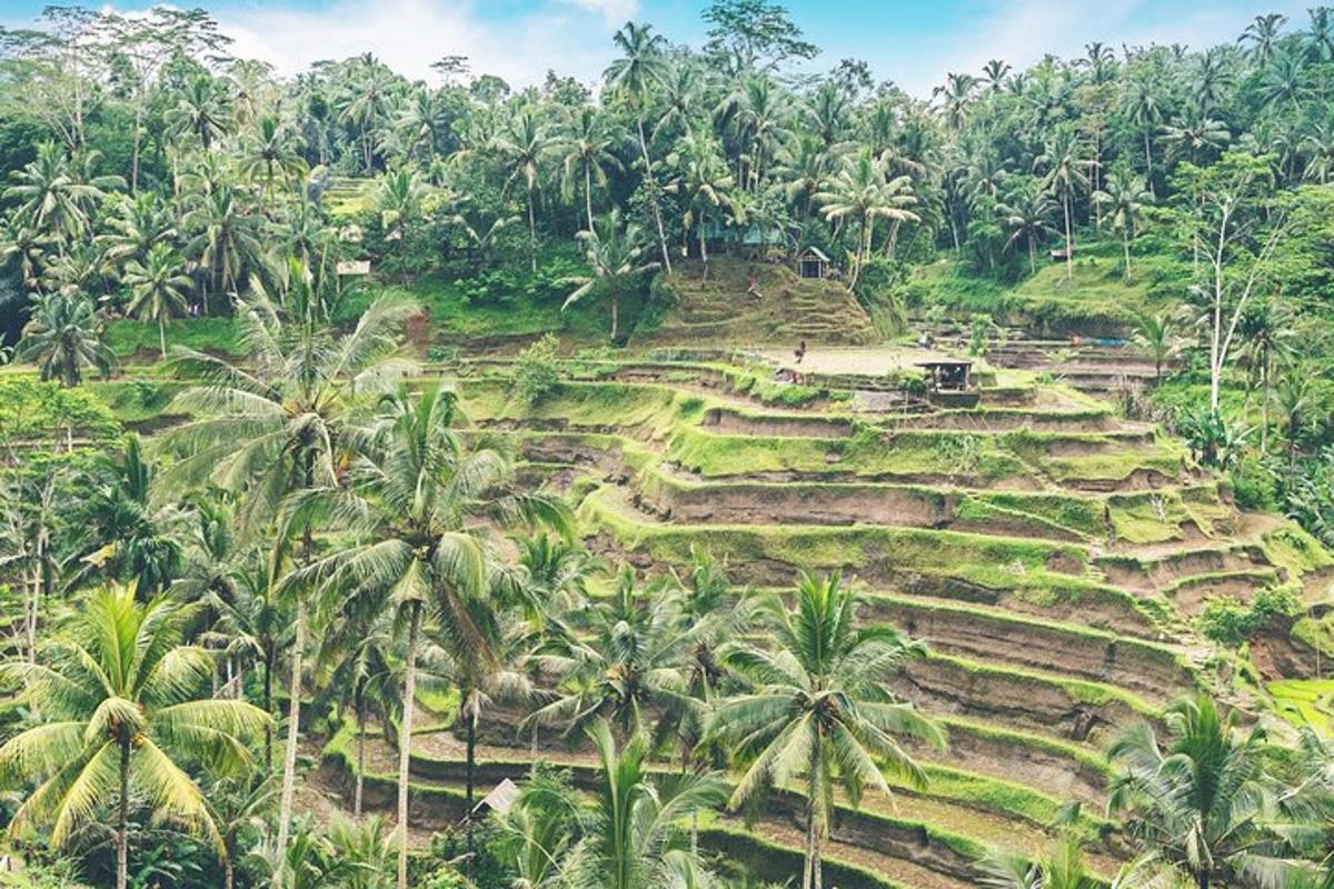 pemandangan dari udara bukit dengan pokok palma