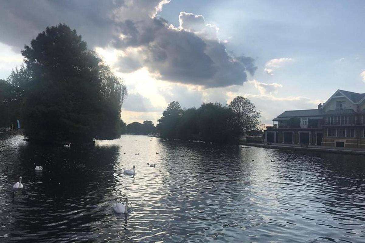 a river with swans swimming in the water