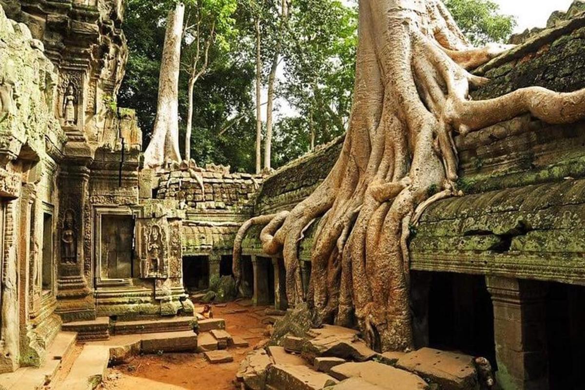 un arbre que creix al costat d'un edifici