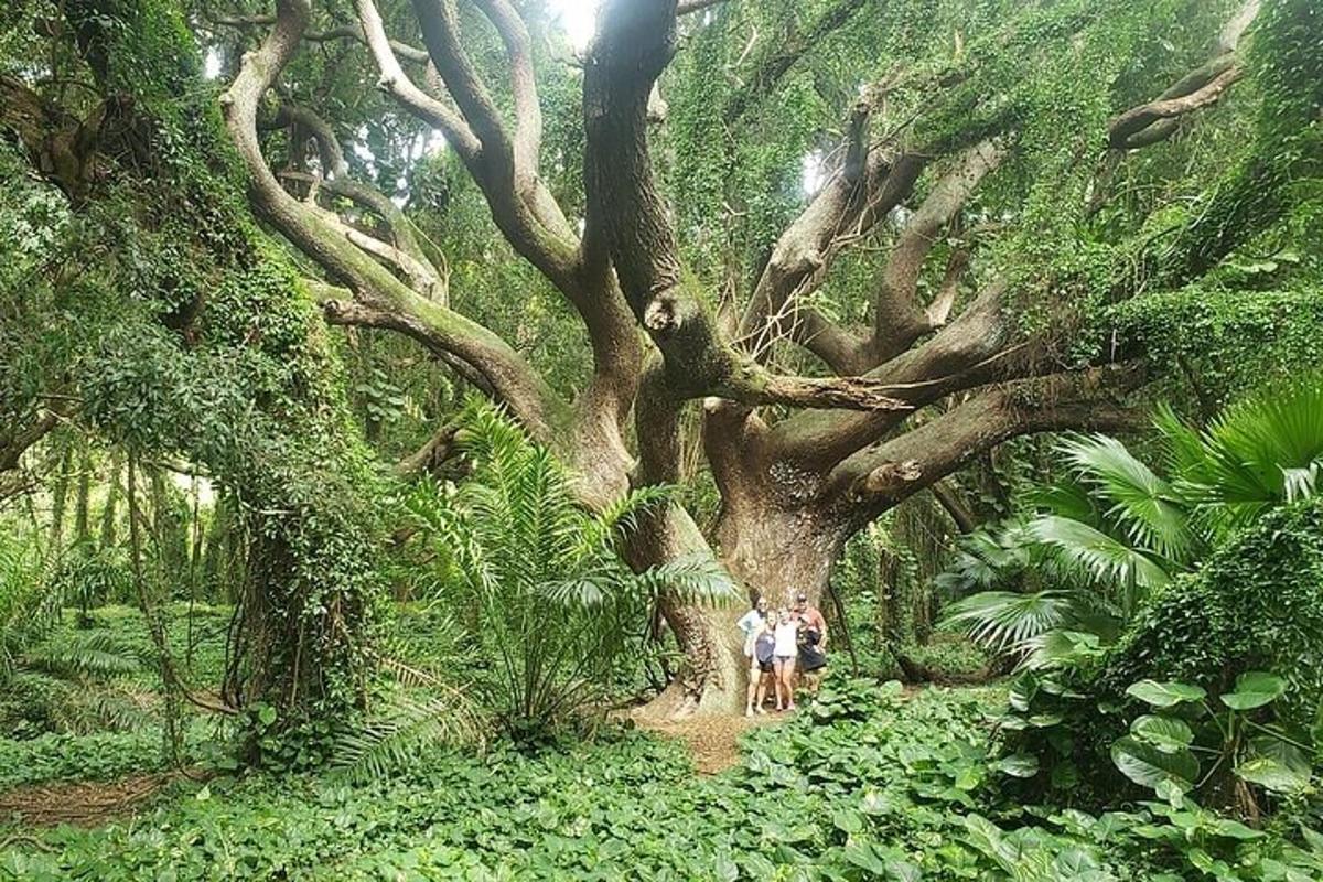 dua orang berdiri di bawah pokok besar di dalam hutan