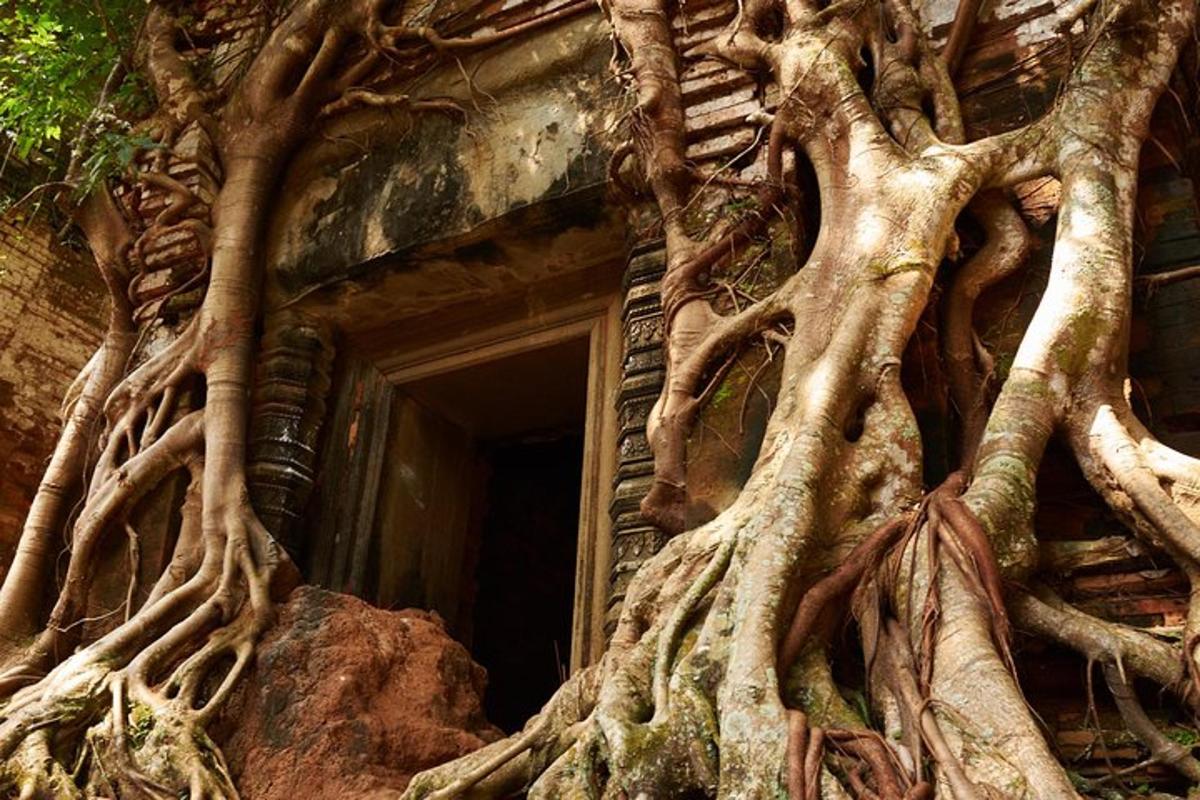 a tree growing around the side of a building