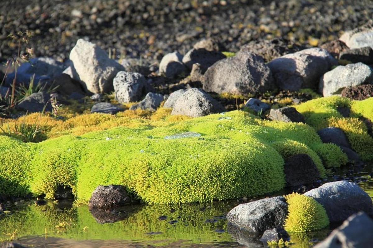 a patch of green moss on rocks and water