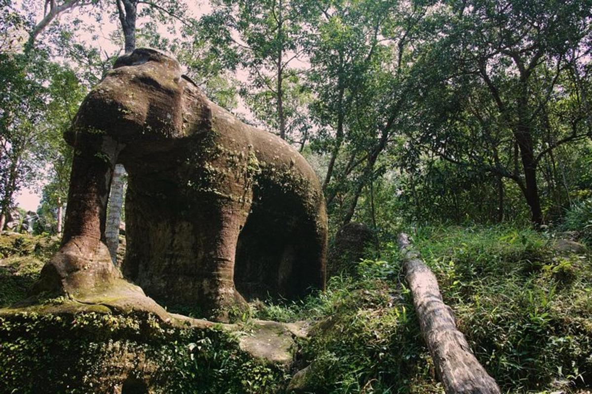 un elefante in piedi in mezzo a una foresta