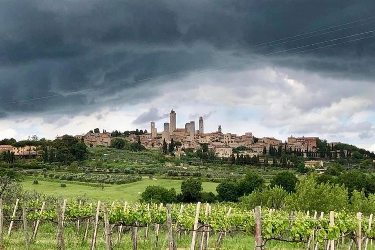 a view of a vineyard with a city in the background
