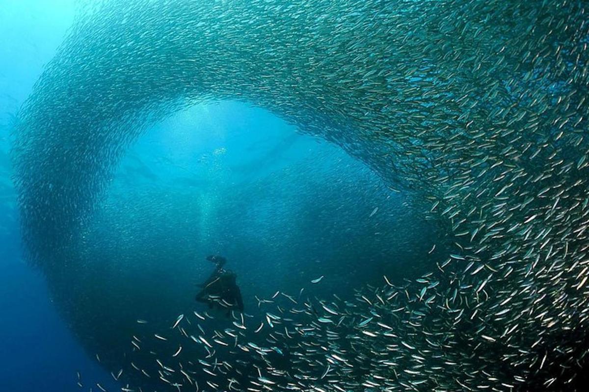 una persona nadando en el océano con un gran grupo de peces