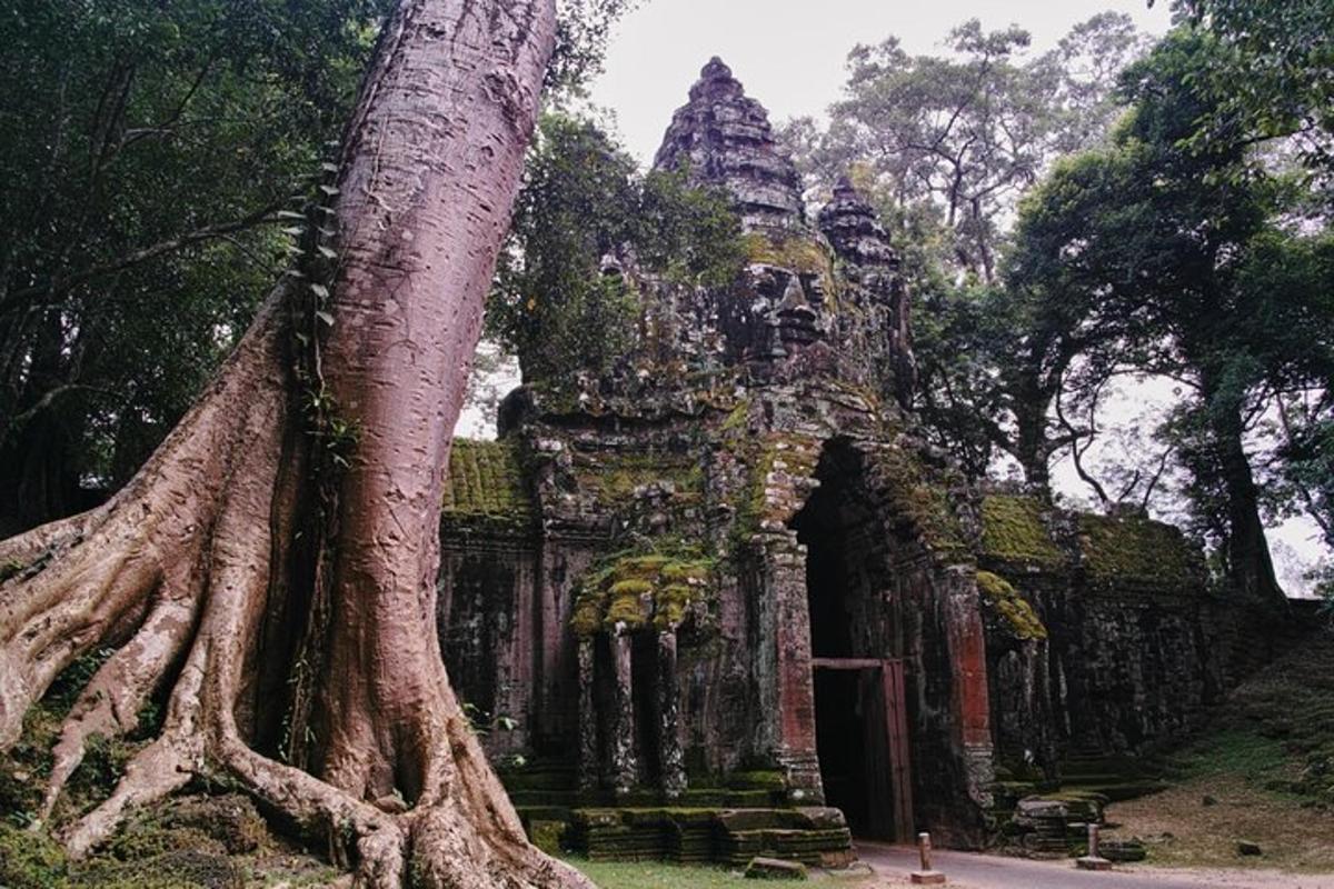 pokok yang tumbuh di hadapan bangunan dengan pokok