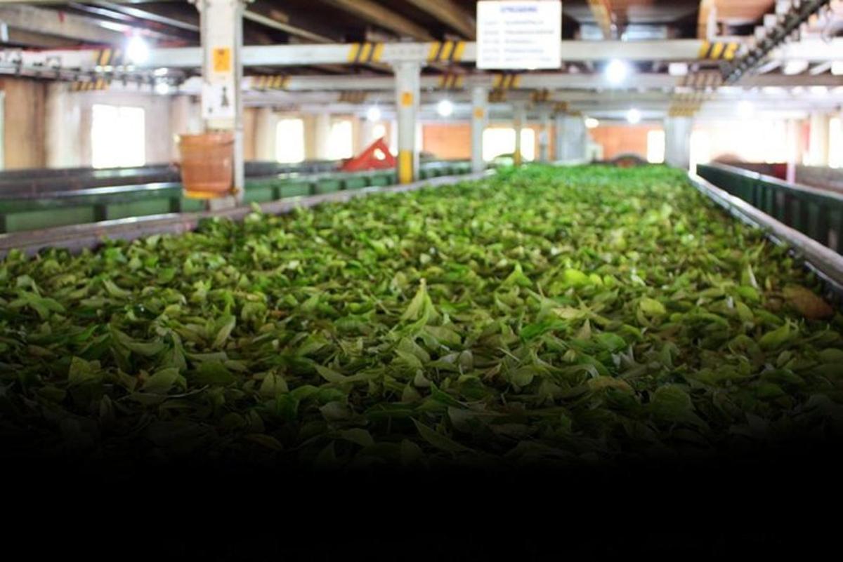 ein großer Haufen grüner Pflanzen in einer Fabrik