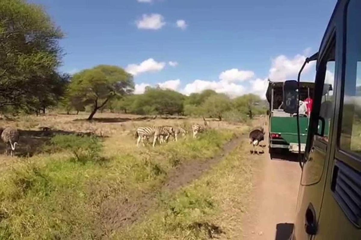 una mandria di zebre che cammina su una strada accanto a un autobus