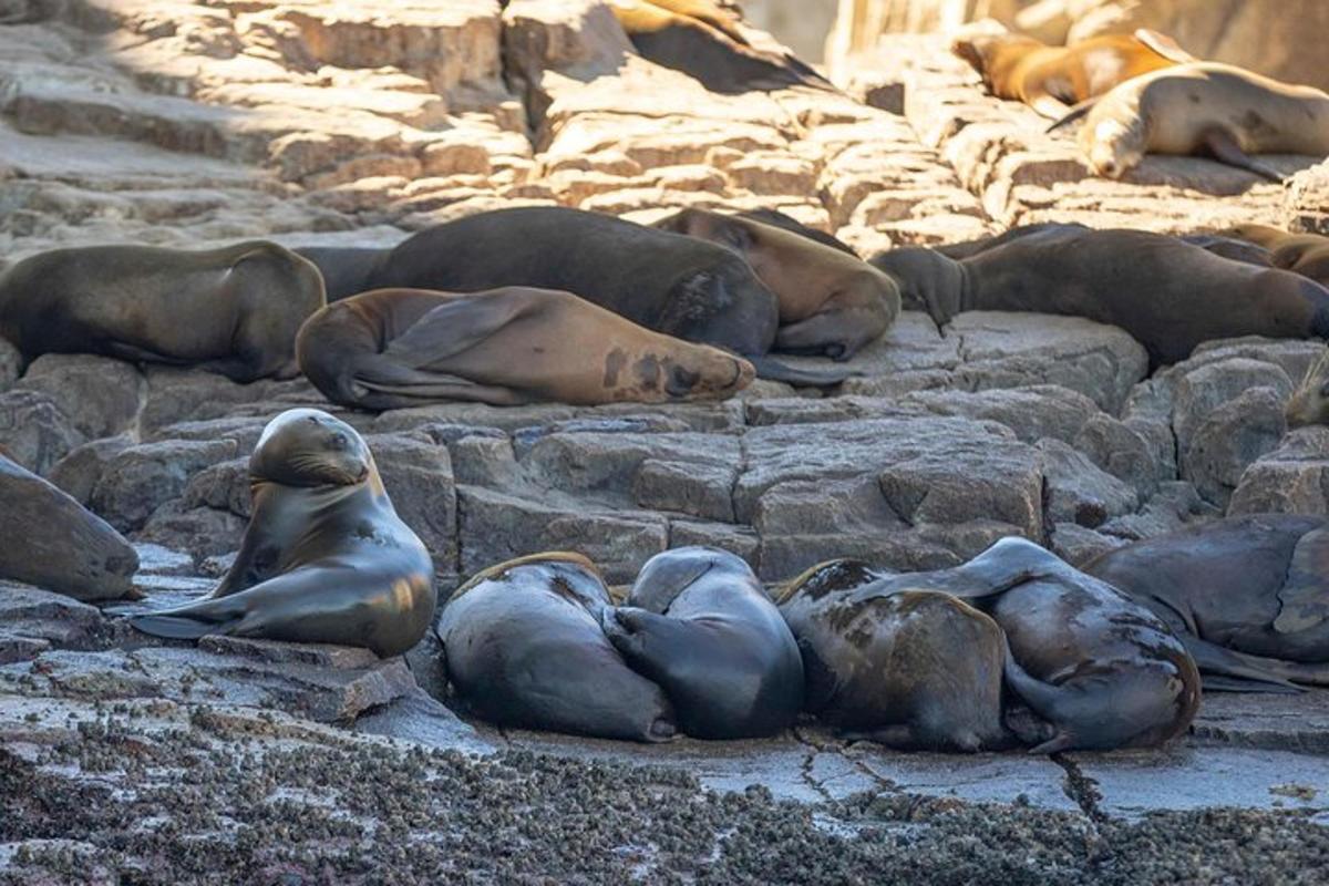 a group of seals laying on the rocks